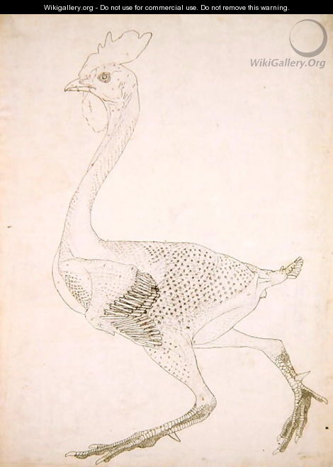 Study of a Fowl, Lateral View, from A Comparative Anatomical Exposition of the Structure of the Human Body with that of a Tiger and a Common Fowl, 1795-1806 6 - George Stubbs