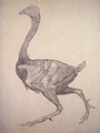 Study of a Fowl, Lateral View, from A Comparative Anatomical Exposition of the Structure of the Human Body with that of a Tiger and a Common Fowl, 1795-1806 4 - George Stubbs