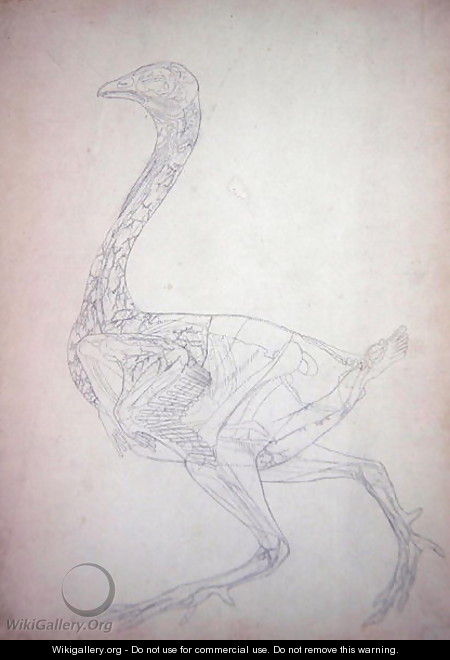 Study of a Fowl, Lateral View, from A Comparative Anatomical Exposition of the Structure of the Human Body with that of a Tiger and a Common Fowl, 1795-1806 3 - George Stubbs