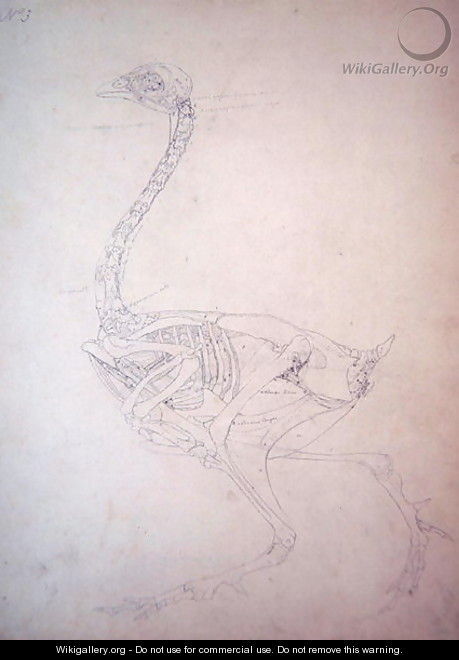 Study of a Fowl, Lateral View, from A Comparative Anatomical Exposition of the Structure of the Human Body with that of a Tiger and a Common Fowl, 1795-1806 2 - George Stubbs