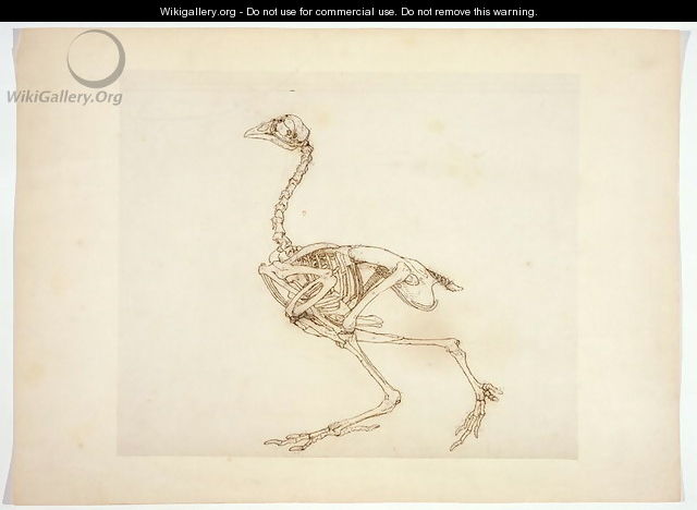 Dorking Hen Skeleton, Lateral View, from A Comparative Anatomical Exposition of the Structure of the Human Body with that of a Tiger and a Common Fowl, 1795-1806 - George Stubbs