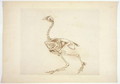 Dorking Hen Skeleton, Lateral View, from A Comparative Anatomical Exposition of the Structure of the Human Body with that of a Tiger and a Common Fowl, 1795-1806 - George Stubbs