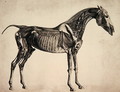 Plate from The Anatomy of the Horse, c.1766 2 - George Stubbs