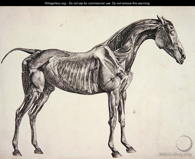 Plate from The Anatomy of the Horse, c.1766 - George Stubbs