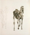 Tab. XV, from The Anatomy of the Horse..., 1766 - George Stubbs