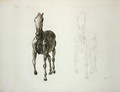 Tab. VIII, from The Anatomy of the Horse... 1766 - George Stubbs