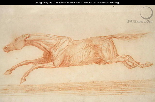 Study of a Racehorse in Action galloping to the left - George Stubbs