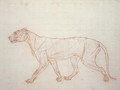Tiger, lateral view, skin removed, illustration from A Comparative Anatomical Exposition of the Structure of the Human Body with that of a Tiger and a Common Fowl, 1795-1806 - George Stubbs