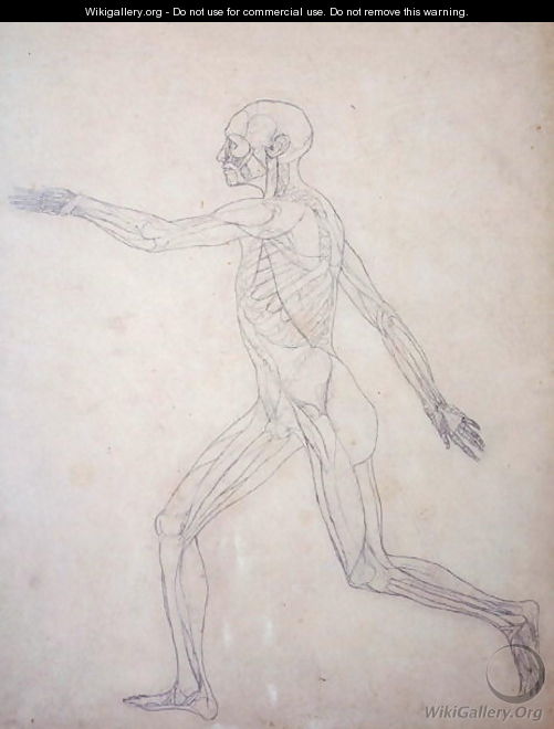 Study of the Human Figure, Lateral View, from A Comparative Anatomical Exposition of the Structure of the Human Body with that of a Tiger and a Common Fowl, c.1795-1806 3 - George Stubbs