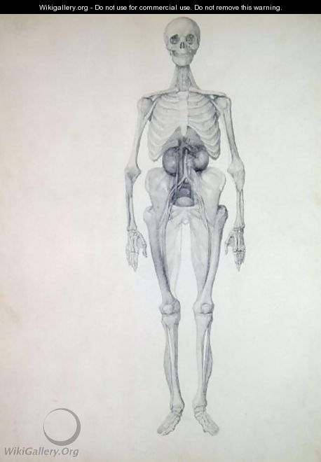Study of the Human Figure, Anterior View, Final Stage of Dissection, from A Comparative Anatomical Exposition of the Structure of the Human Body with that of a Tiger and a Common Fowl, c.1795-1806 - George Stubbs