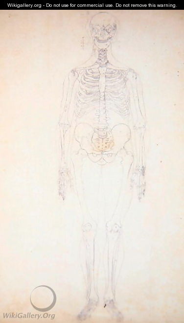 Study of the Human Figure, Anterior View, Diagram for Key to Table I, from 