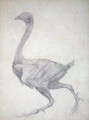 Study of a Fowl, Lateral View, with skin and underlying fascial layers removed, from A Comparative Anatomical Exposition of the Structure of the Human Body with that of a Tiger and a Common Fowl, 1795-1806 - George Stubbs