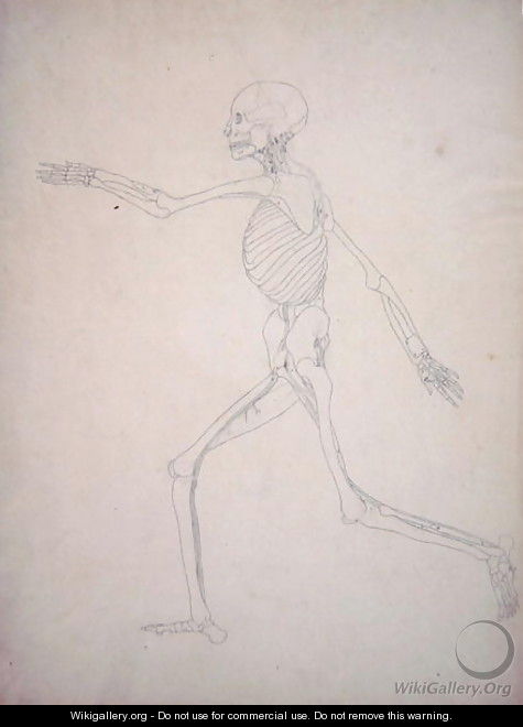Study of the Human Figure, Lateral View, from A Comparative Anatomical Exposition of the Structure of the Human Body with that of a Tiger and a Common Fowl, 1795-1806 11 - George Stubbs