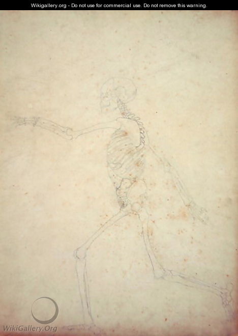 Study of the Human Figure, Lateral View, from A Comparative Anatomical Exposition of the Structure of the Human Body with that of a Tiger and a Common Fowl, 1795-1806 10 - George Stubbs