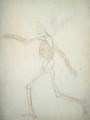 Study of the Human Figure, Lateral View, from A Comparative Anatomical Exposition of the Structure of the Human Body with that of a Tiger and a Common Fowl, 1795-1806 9 - George Stubbs