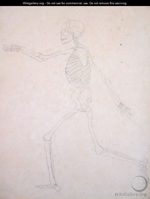 Study of the Human Figure, Lateral View, from A Comparative Anatomical Exposition of the Structure of the Human Body with that of a Tiger and a Common Fowl, 1795-1806 4 - George Stubbs
