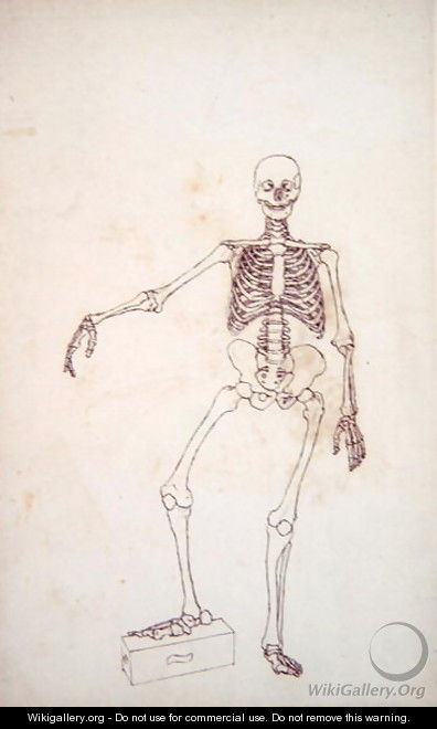 Study of the Human Figure, Anterior View, from A Comparative Anatomical Exposition of the Structure of the Human Body with that of a Tiger and a Common Fowl, 1795-1806 - George Stubbs