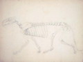 Study of a Tiger, Lateral View, from A Comparative Anatomical Exposition of the Structure of the Human Body with that of a Tiger and a Common Fowl, 1795-1806 21 - George Stubbs