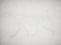 Study of a Tiger, Lateral View, from A Comparative Anatomical Exposition of the Structure of the Human Body with that of a Tiger and a Common Fowl, 1795-1806 12 - George Stubbs