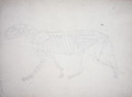 Study of a Tiger, Lateral View, from A Comparative Anatomical Exposition of the Structure of the Human Body with that of a Tiger and a Common Fowl, 1795-1806 12 - George Stubbs