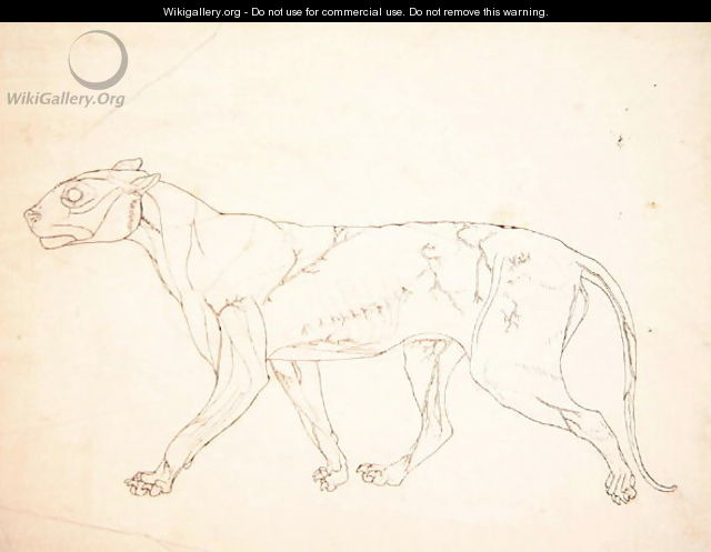 Study of a Tiger, Lateral View, from A Comparative Anatomical Exposition of the Structure of the Human Body with that of a Tiger and a Common Fowl, 1795-1806 10 - George Stubbs