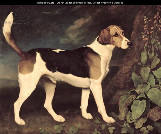Ringwood, a Brocklesby Foxhound, 1792 - George Stubbs