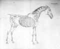 Fifth Anatomical Table, from The Anatomy of the Horse - George Stubbs