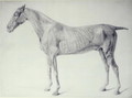 Diagram from The Anatomy of the Horse 2 - George Stubbs