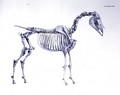 First Skeleton Table, from The Anatomy of the Horse 2 - George Stubbs