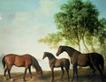 Shafto Mares and a Foal - George Stubbs