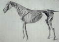 Finished Study for the Fifth Anatomical Table of a Horse - George Stubbs
