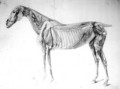 Diagram from The Anatomy of the Horse - George Stubbs