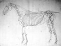 Anatomical study of a horse 2 - George Stubbs
