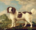 Brown and White Norfolk or Water Spaniel, 1778 - George Stubbs