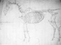 Anatomical study of a horse - George Stubbs