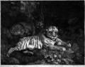 Two Tygers, engraved by the artist, pub. 1788 - George Stubbs