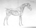 Fourth Anatomical Table, from The Anatomy of the Horse - George Stubbs