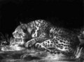 A Tyger A Sleeping Cheetah - George Stubbs