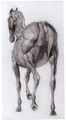 Dorsal view of the muscle structure of a progressively dissected horse, study No.7 from The Anatomy of the Horse, 1766 - George Stubbs