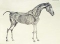 Fifth Anatomical Table, from The Anatomy of the Horse 2 - George Stubbs