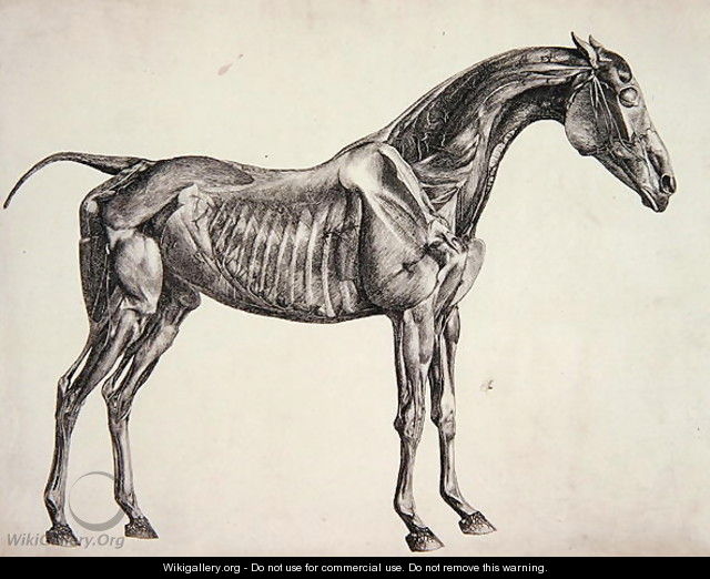 Plate from The Anatomy of the Horse, c.1766 3 - George Stubbs