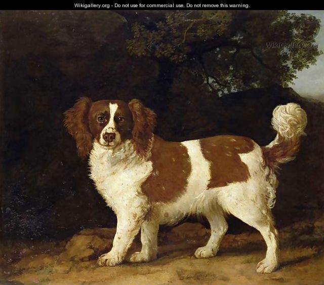 A Liver and White Spaniel, 1777 - George Stubbs