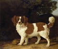 A Liver and White Spaniel, 1777 - George Stubbs