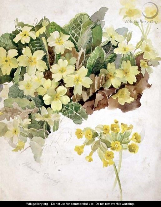Study of Primroses and Cowslips - Laura Darcy Strutt