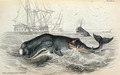 The Spermaceti Whale, engraved by William Home Lizars (1788-1859) plate 9 from Vol 12 of Sir William Jardines Naturalists Library, pub. 1833-45 - (after) Stewart, James