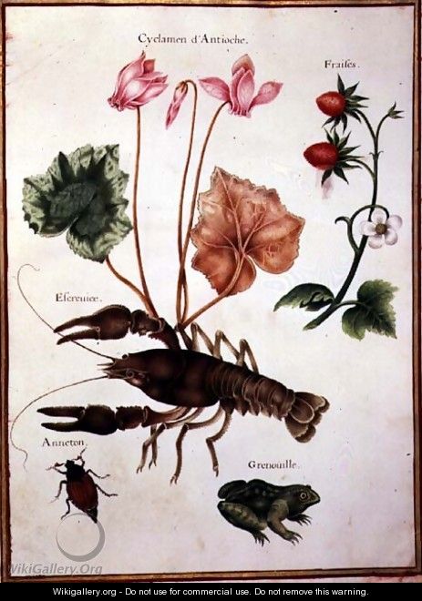 Cyclamen, Alpine Strawberry, a Lobster and a Frog - Nicolas Robert