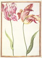 Two Broken Tulips - Nicolas Robert