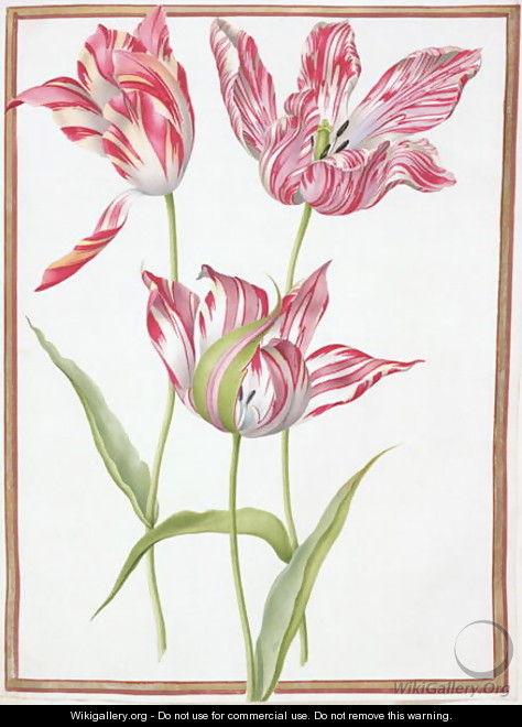 Three Broken Tulips - Nicolas Robert