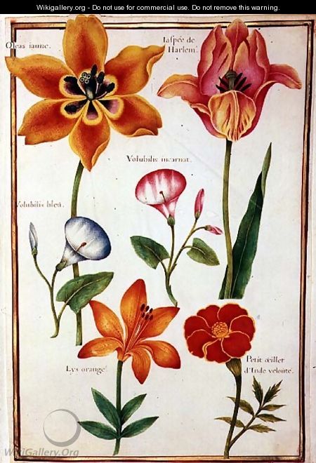 Two Tulips, Convolvulus, Lilium Bulbiferum and French Marigold - Nicolas Robert