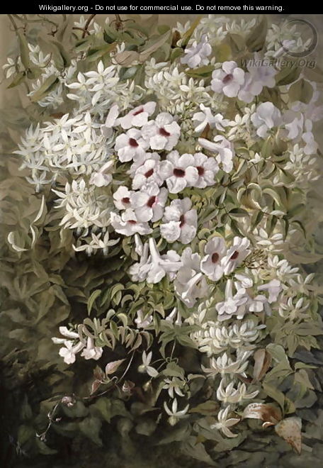 Flower Painting Pandorea Jasminoides and Clematis Aristata, c.1887 - Marian Ellis Rowan